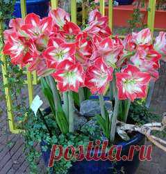 Готовим амариллисы* к покою и весенней выгонке