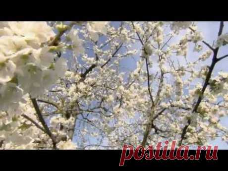 Ф. Шопен - Весенний вальс...   - F. Chopin -  Waltz № 3 - YouTube