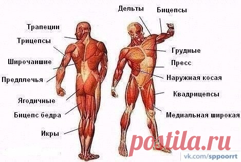 Эндогимнастика (С) Александр Когадеев ЭНДОГИМНАСТИКА  -  комплекс упражнений, включающий в себя многократное сокращение и расслабление групп мышц человеческого тела от кончиков пальцев ступней ног до кончиков пальцев рук и макушки головы.  
crG0mXkm7Dg.jpg (469×316)