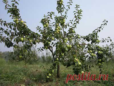 Зачем необходимо формирование кроны яблони | Мое подворье