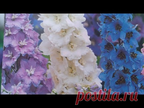 ДЕЛЬФИНИУМ БЕЗ СТРАТИФИКАЦИИ ЗА 4ДНЯ.
