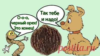 Черный орех. Полезные свойства. Профилактика от паразитов.