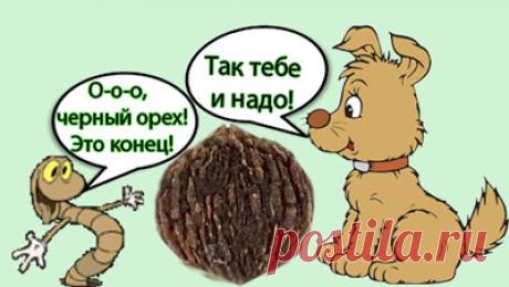 Черный орех. Полезные свойства. Профилактика от паразитов.