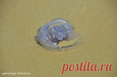 Медузы во Вьетнаме: будьте осторожны! | Путешествия с Ириной Яровой