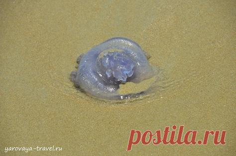 Медузы во Вьетнаме: будьте осторожны! | Путешествия с Ириной Яровой