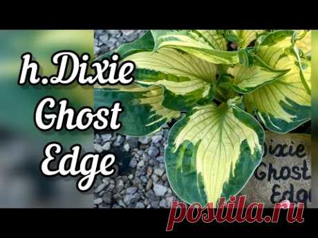 Хоста Dixie Ghost Edge