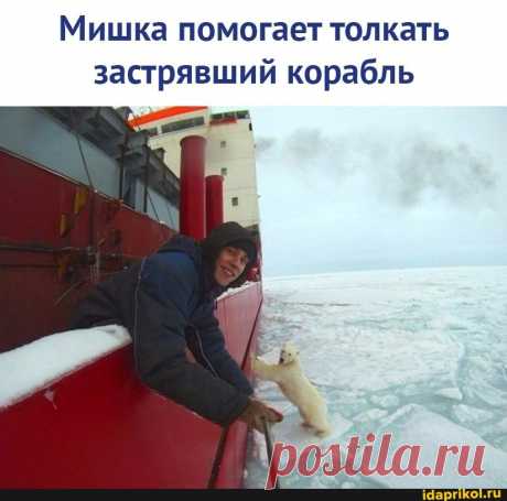 Мишка помогает толкать застрявший корабль - ) / АйДаПрикол .)