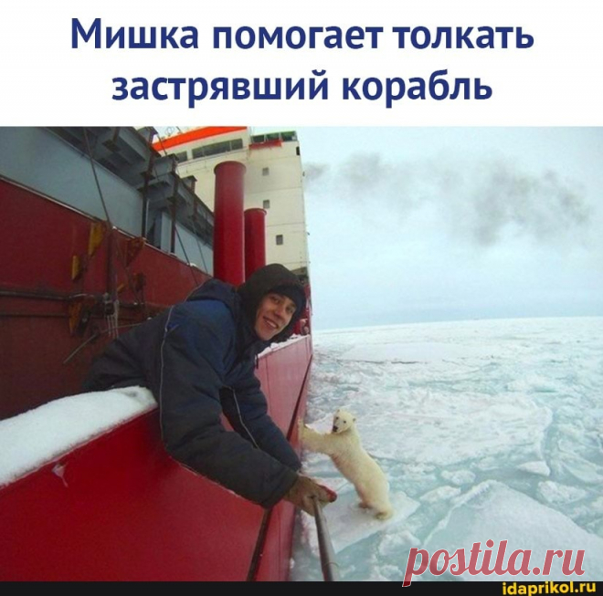Мишка помогает толкать застрявший корабль - ) / АйДаПрикол .)
