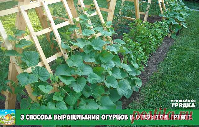 3 СПОСОБА ВЫРАЩИВАНИЯ ОГУРЦОВ В ОТКРЫТОМ ГРУНТЕ
Выращивание врасстил
При этом способе огурцы выращиваются на грядах. Плети огурцов равномерно распределяются на них и получают достаточно солнечного света для роста всего растения. Но минусом есть то, что изменение положения плетей, без чего нельзя обойтись при уходе за ними, приводит к угнетению листьев и задерживает созревание плодов в дальнейшем.

Шпалерный способ
Это двухстрочный метод посадки огурцов на опоре. Он более т...
