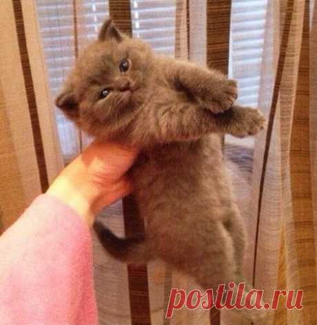 Простой рецепт счастья: Берем кота. Тискаем кота. Гладим кота. Радуемся :3