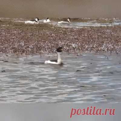 Брачные танцули. Одноклассники