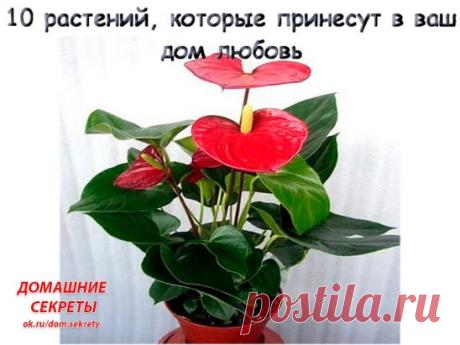 Растения, которые принесут в дом счастье