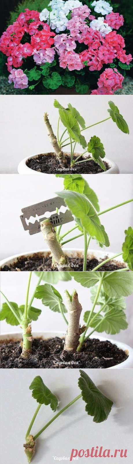 Как вырастить герань с несколькими оттенками цветов