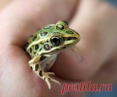 К чему квакают лягушки вечером - приметы погоды? Все приметы и суеверия о лягушках и жабах. Народные приметы о погоде — определяем по поведению животных 100% Народные приметы Словаки считают лягушек защитницами жилища, что в таком обличии является людям домовой, и потому прогонять со двора или из дома квакшу не следует. Если на