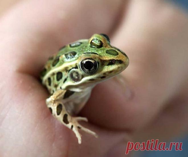 К чему квакают лягушки вечером - приметы погоды? Все приметы и суеверия о лягушках и жабах. Народные приметы о погоде — определяем по поведению животных 100% Народные приметы Словаки считают лягушек защитницами жилища, что в таком обличии является людям домовой, и потому прогонять со двора или из дома квакшу не следует. Если на