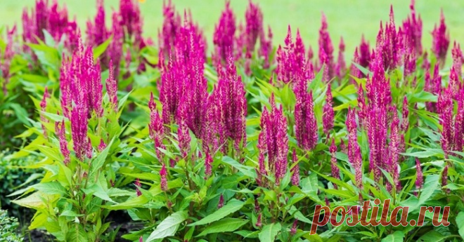 Какие растения посадить на дачном участке