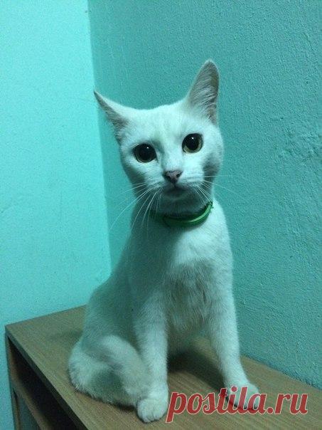 Кошечка белая с ошейником от клещейХозяева не находятся... Очень милая, ласковая кошка)Даётся в руки
Звоните по телефону: 89037705570
Оставить у себя не можемКошка и собака дома. Не будьте равнодушными