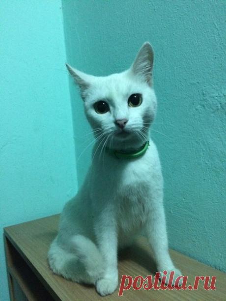 Кошечка белая с ошейником от клещейХозяева не находятся... Очень милая, ласковая кошка)Даётся в руки
Звоните по телефону: 89037705570
Оставить у себя не можемКошка и собака дома. Не будьте равнодушными