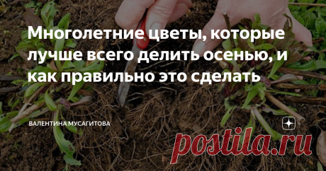 Многолетние цветы, которые лучше всего делить осенью, и как правильно это сделать
