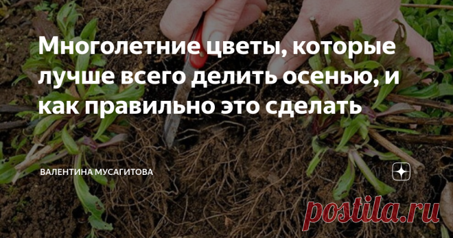Многолетние цветы, которые лучше всего делить осенью, и как правильно это сделать