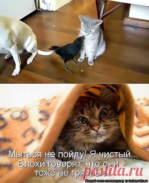 (2) Одноклассники