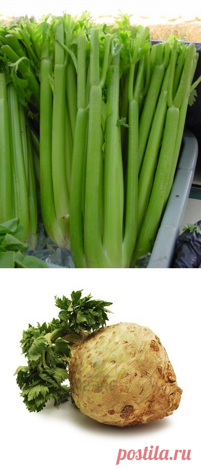 МИРАГРО.com - сельскохозяйственный портал. Сельскохозяйственная доска объявлений. Агро-форум.