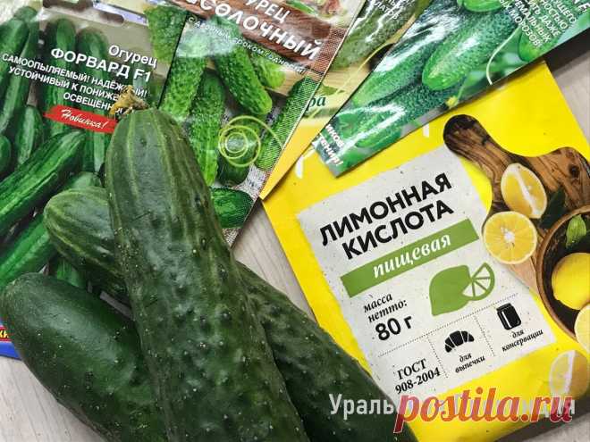 Не знала, что для успешного выращивания огурцов нужна лимонная кислота – сейчас применяю и всегда с богатым урожаем | Уральская провинция | Яндекс Дзен