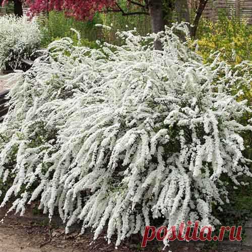 spireya-seraya-grefsheym2.jpg (500×500)