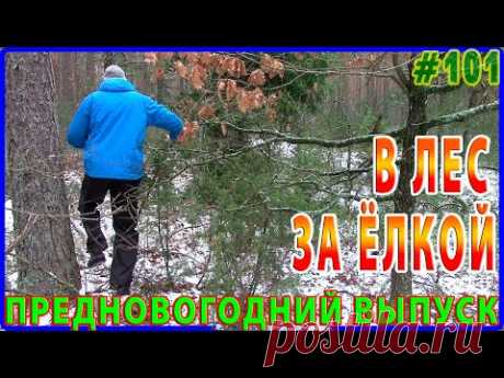 Художник отправился в лес за новогодней елкой для солнечного участка. Предновогодний ВЫПУСК.