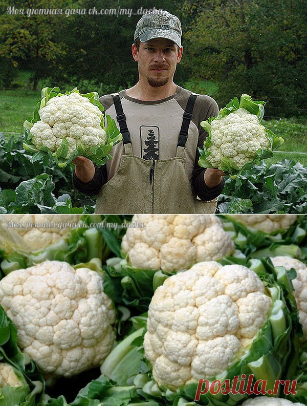 Как же правильно выращивать цветную капусту?