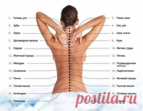 Карта вашего тела на позвоночном столбе
Следуя китайской меридиональной системе, органы наши тела проецируются на позвоночный столб. Каждый позвонок функционально, или рефлекторно, связан с соответствующим органом или системой организма. Дисбаланс в здоровье органа приводит к хроническим, вялотекущим процессам или к нарушению проводимости нервного импульса в соответствующих зонах их прямой проекции — позвонках.
Поэтому в случае обнаружения «аномалий» в ряде позвонков, попав к мануальному терап