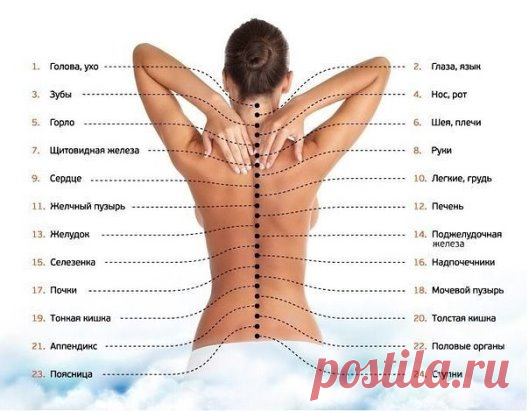 Карта вашего тела на позвоночном столбе
Следуя китайской меридиональной системе, органы наши тела проецируются на позвоночный столб. Каждый позвонок функционально, или рефлекторно, связан с соответствующим органом или системой организма. Дисбаланс в здоровье органа приводит к хроническим, вялотекущим процессам или к нарушению проводимости нервного импульса в соответствующих зонах их прямой проекции — позвонках.
Поэтому в случае обнаружения «аномалий» в ряде позвонков, попав к мануальному терап
