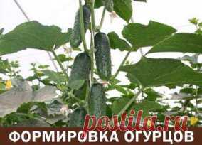 Формировка огурцов - без этого не обойтись. Пожалеешь нижние, останешься без верхнего урожая!
1. На первом этапе на нижней части растения в пазухах 3-5 листьев производится «ослепление». Удаляются все завязи и побеги, которые образуются в пазухах этих листьев. Это нужно для того чтобы растение направило все силы для формирования корневой системы, которая смогла бы в дальнейшем «прокормить» все растение.
2. На следующем этапе в пазухах следующих 3-5 листьев оставляем завязи, боковые побеги удал