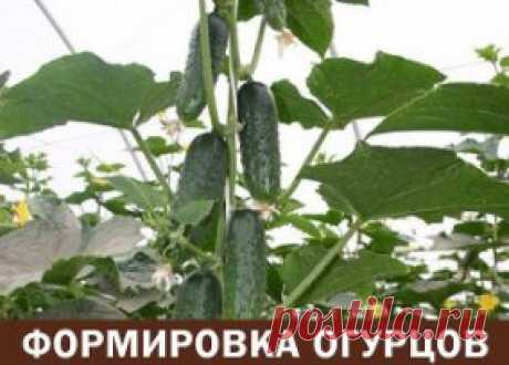 Формировка огурцов - без этого не обойтись. Пожалеешь нижние, останешься без верхнего урожая!
1. На первом этапе на нижней части растения в пазухах 3-5 листьев производится «ослепление». Удаляются все завязи и побеги, которые образуются в пазухах этих листьев. Это нужно для того чтобы растение направило все силы для формирования корневой системы, которая смогла бы в дальнейшем «прокормить» все растение.
2. На следующем этапе в пазухах следующих 3-5 листьев оставляем завязи, боковые побеги удал