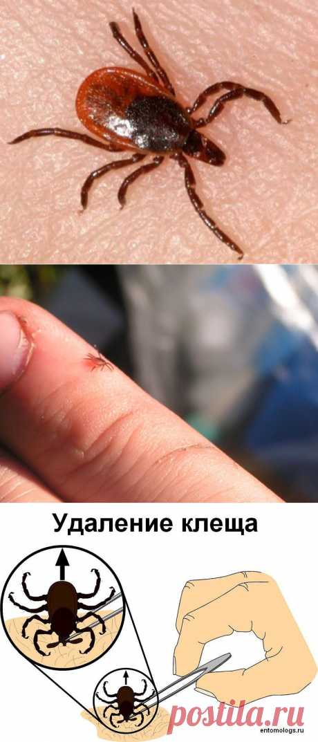 Клещ: кто таков, каким бывает, кого и зачем кусает?