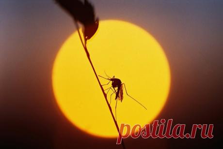 20 августа отмечается Всемирный день комара. Эта дата призвана напомнить об угрозе малярии и других болезней, которые переносятся одним из самых смертельно опасных существ в мире. В честь этого – наша подборка интересных фактов о комарах и борьбе с ними. 1) Наука против вампиров: bit.ly/sciencevsvampires 2) Как комар пьет кровь: видео. bit.ly/bloodsucking 3) Неправильные комары охотятся на своих сородичей: bit.ly/wrongvampires. 4) Почему капли дождя не убивают комаров: bit.ly/surviveraindrops…