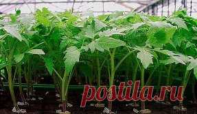 (68) Одноклассники