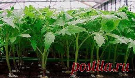 (68) Одноклассники