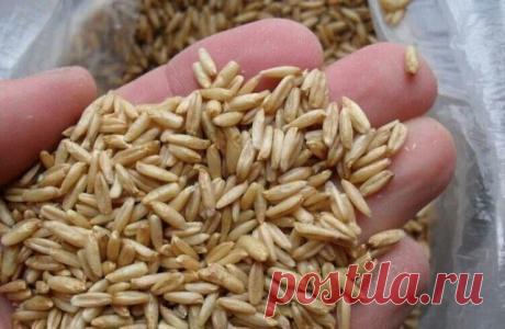 Овес как лекарство.
Чтобы НЕ потерять рецепт Жми КЛАСС и рецепт останется в твоей ленте !