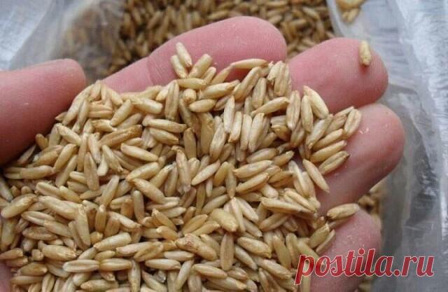 Овес как лекарство.
Чтобы НЕ потерять рецепт Жми КЛАСС и рецепт останется в твоей ленте !