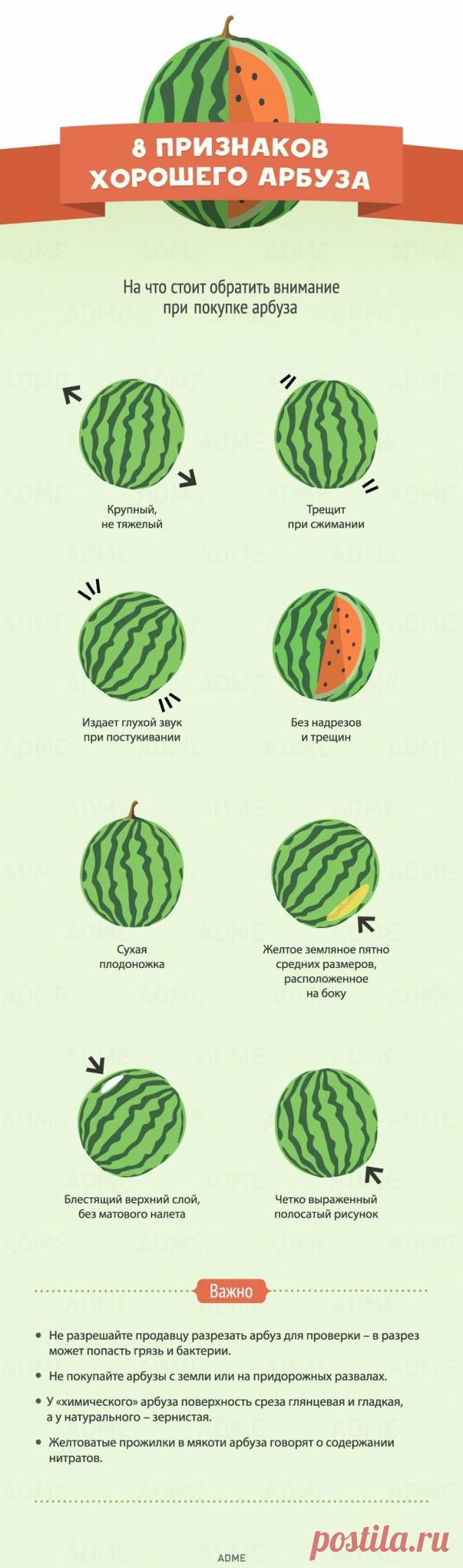 8 признаков хорошего арбуза