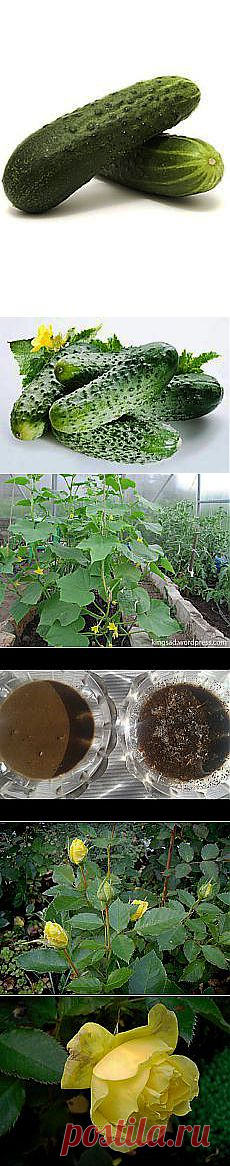 Александр Белугин: Сад и огород | Постила.ru