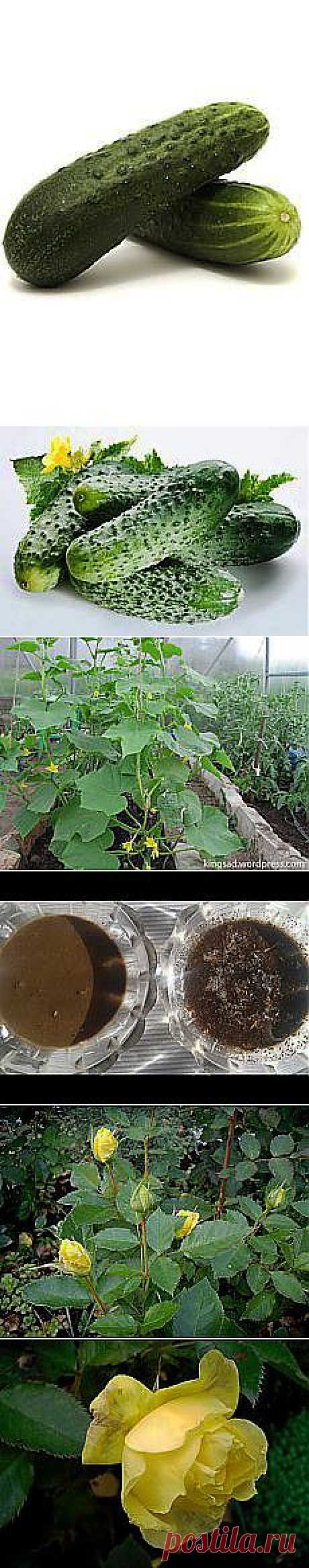 Александр Белугин: Сад и огород | Постила.ru