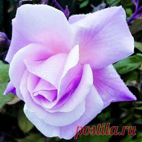 (38) Pinterest