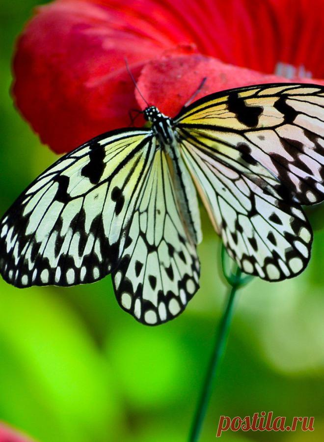бабочка