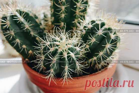 Кактус на подоконнике Стоковое фото, фотограф Ilaronsia / Фотобанк Лори