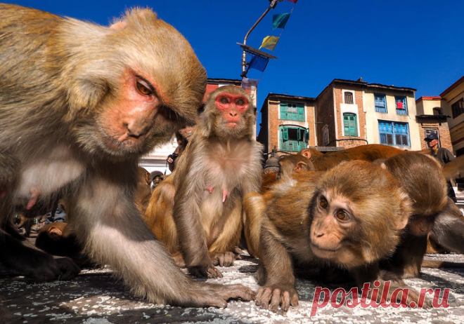 Макака-резус: Яркое олицетворение 7 смертных грехов. Жизнь крайне агрессивных мартышек | Книга животных | Яндекс Дзен