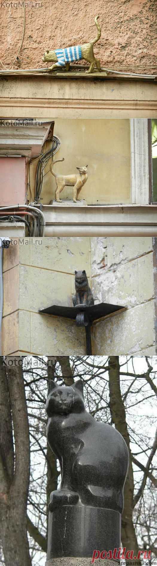 Питерские кошки | KotoMail.ru