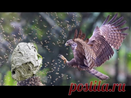 Этот Ястреб Разносит гнезда ОГРОМНЫХ шершней, ос и пчел!  Осоед — бронированный охотник!