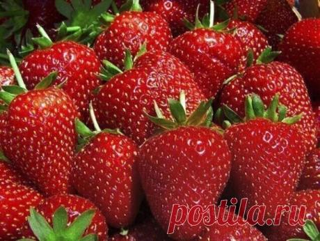 #СадоводствоЦветоводствоАрки

 Земляника любит хвою.

С наступлением весны, когда минуют возвратные холода, убирайте с грядки старый лист, разрыхлите землю с удобрениями и, после того как начнут «прорастать» новые листья, всю грядку закрывайте хвоёй (сухие опавшие иголки) слоем 5 см. Через хвою не прорастёт трава, при поливе из лейки через хвою земля не уплотнится, отпадёт необходимость частых поливов и рыхления земли в течение лета. В любую дождливую погоду ягоды, которые...